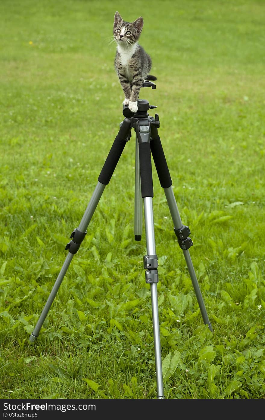 Cat on tripod