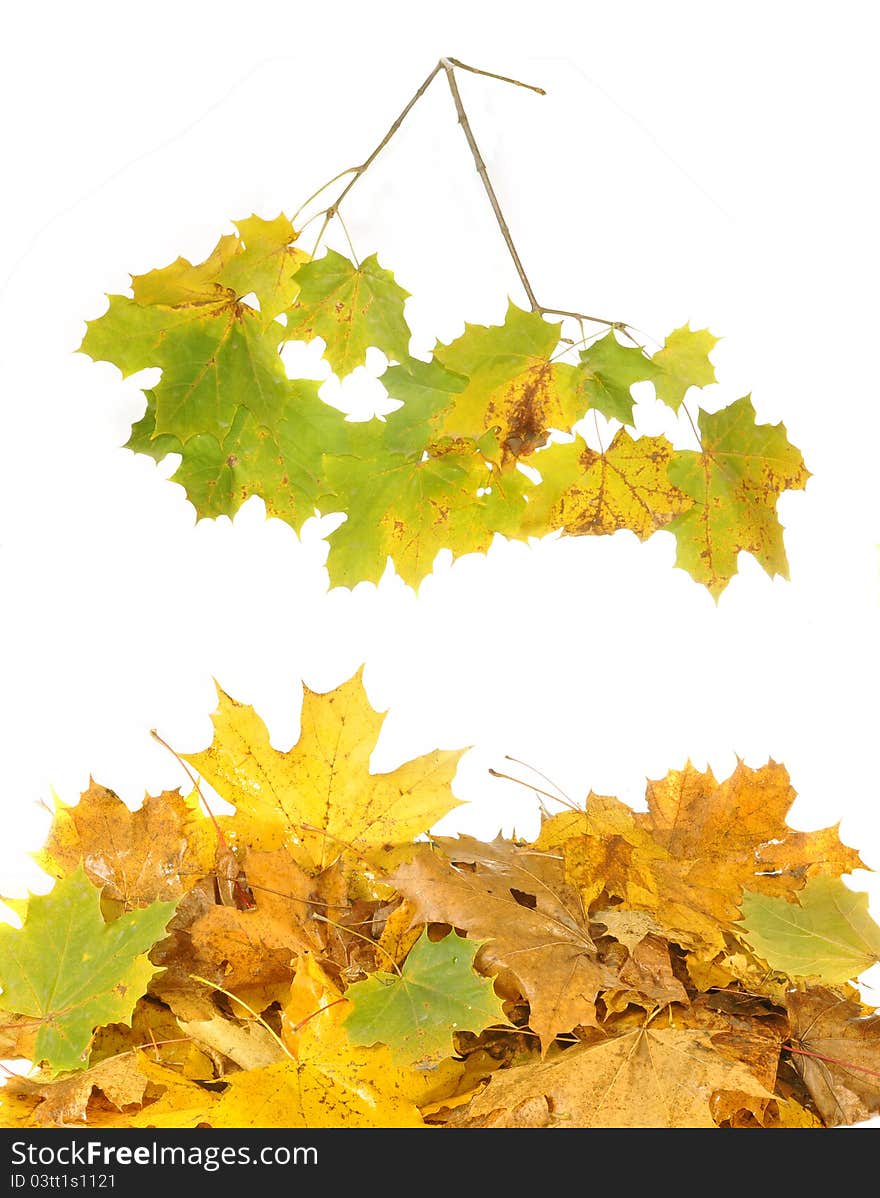 Leaves And Maple Branch