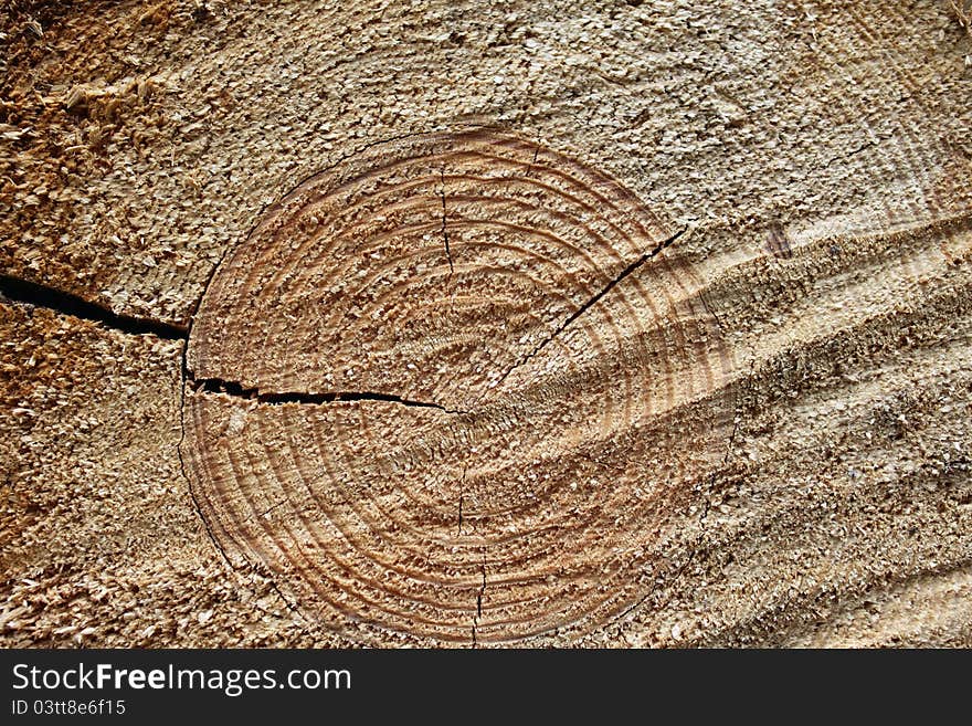 Wood-texture for background, timber industry