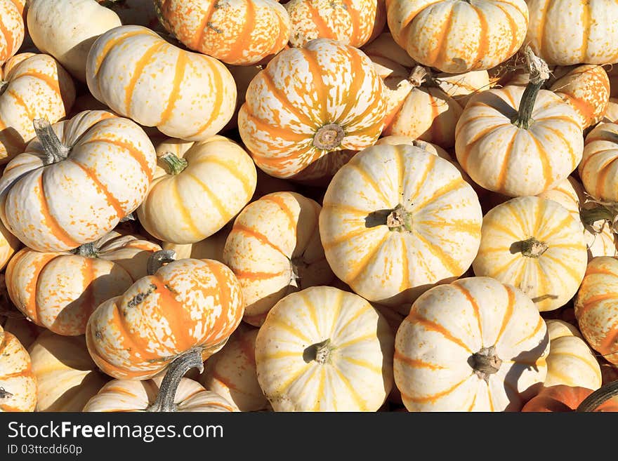 Close-up on pumpkins for sale