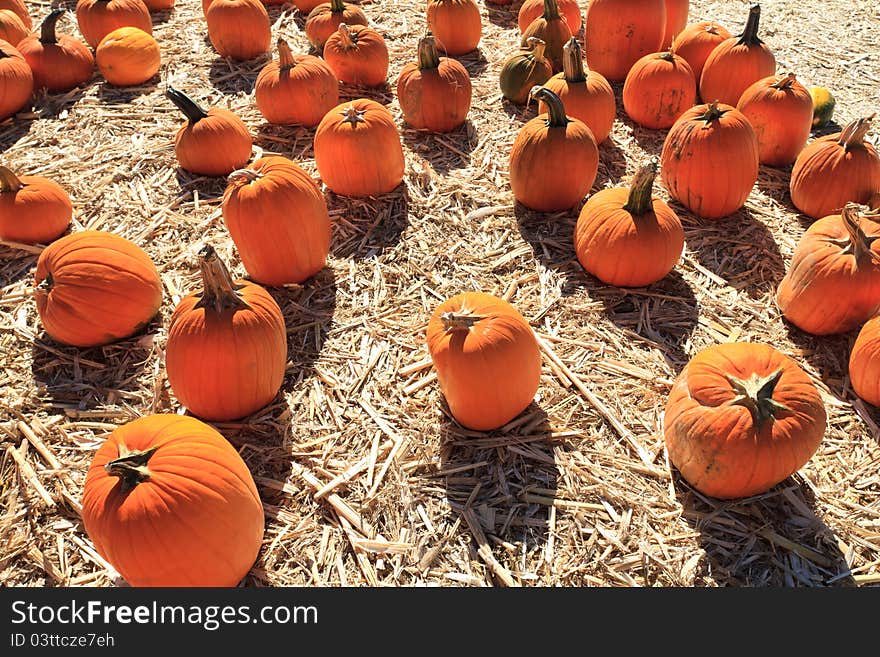 Pumpkins on hay for sale. Pumpkins on hay for sale