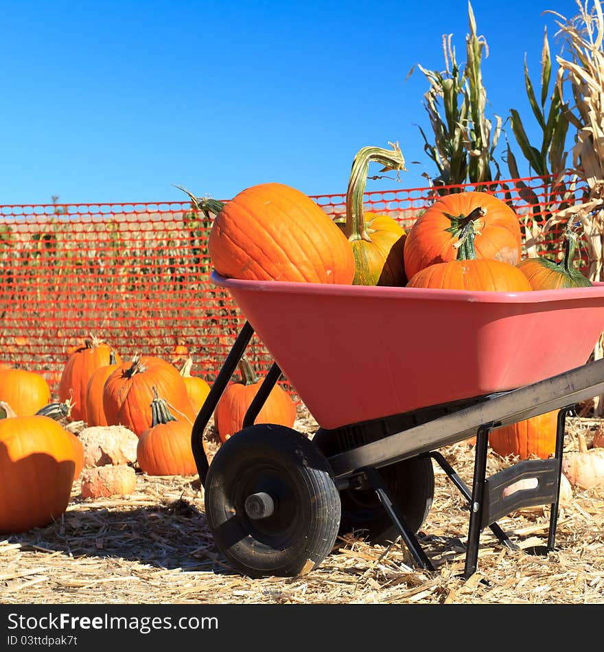 Pumpkins on wheelbarrow for sale