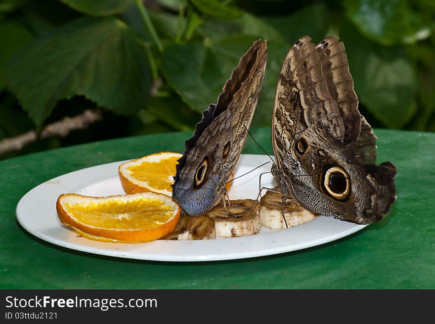 Brush-footed butterflies feeding on slices of banana and oranges