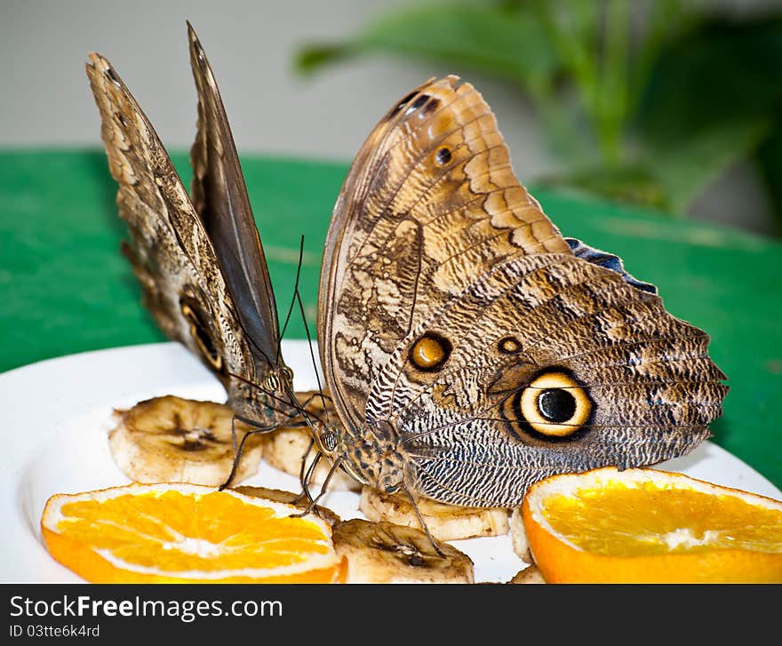 Brush-footed butterflies feeding on slices of banana and oranges