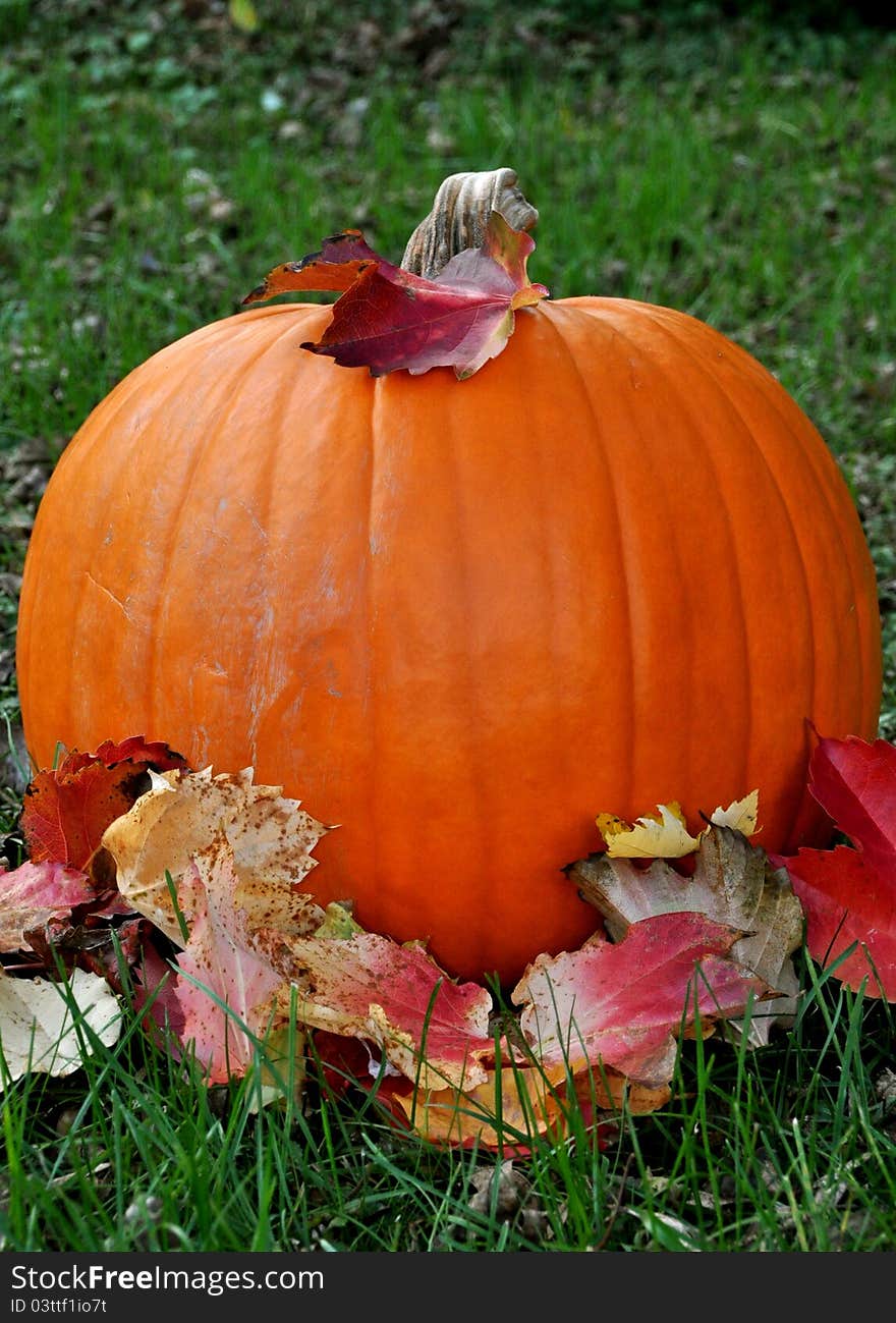 Pumpkin In Grass With Leaves