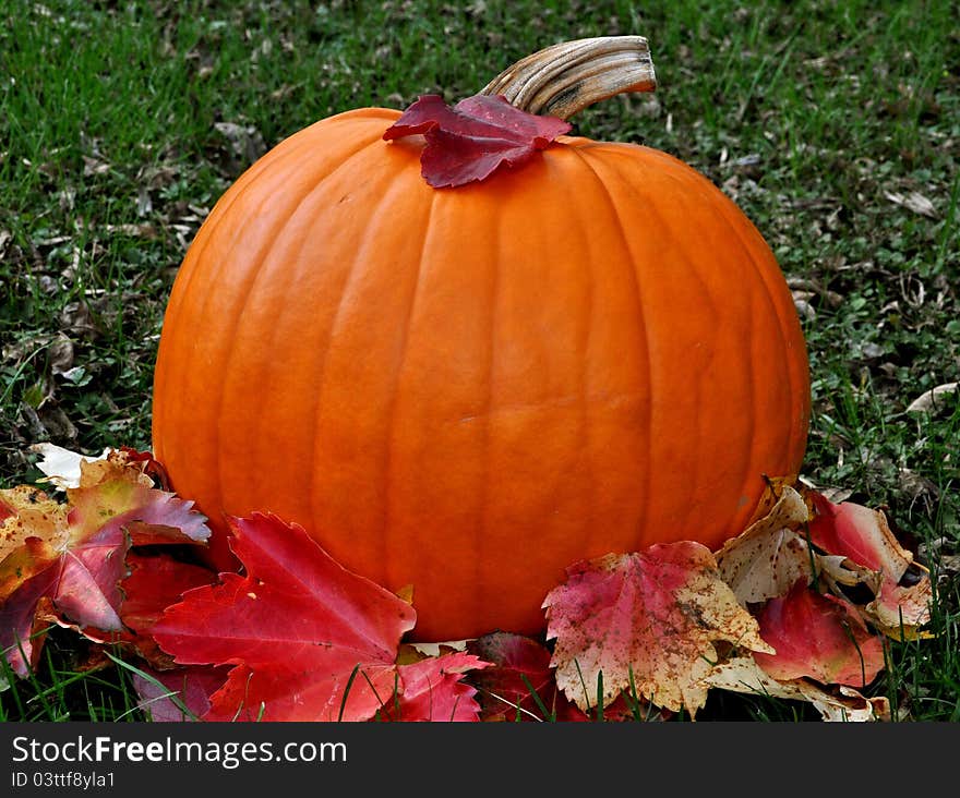 Horizontal photo of pumpkin in grass with colorful leaves. Horizontal photo of pumpkin in grass with colorful leaves