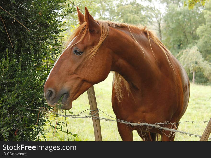 Horse standing alone in field. Horse standing alone in field