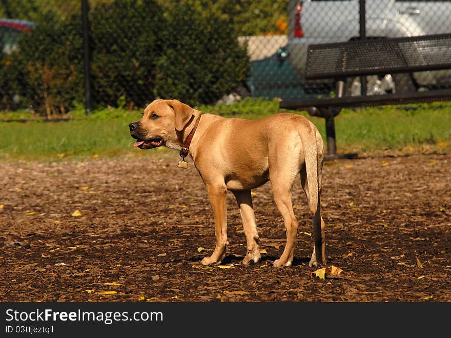 Labrador puppy standing in dog park