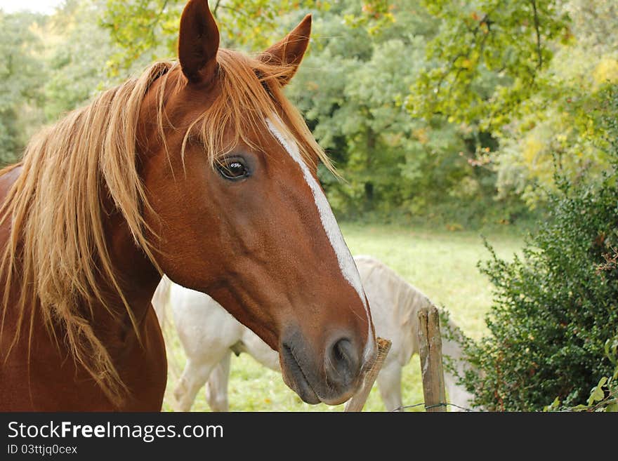 Profile of chestnut horse standing in field. Profile of chestnut horse standing in field