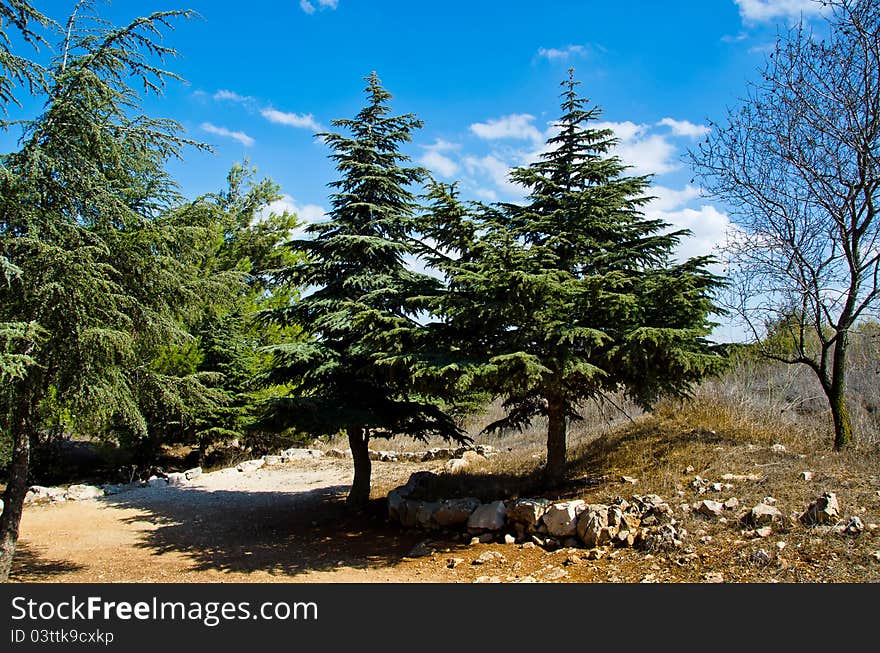 Tree landscape with beautiful sky