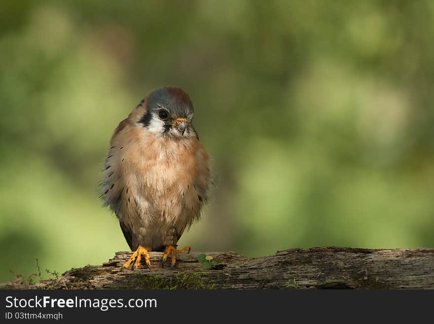 American Kestrel living at a conservation park that cares for sick and injured animals