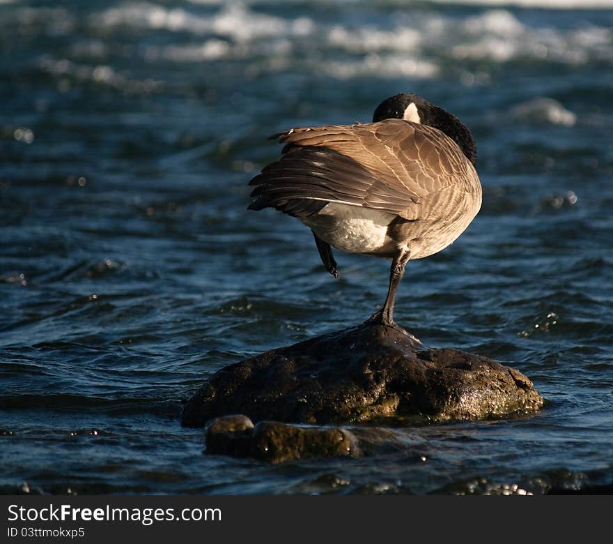 Canada goose