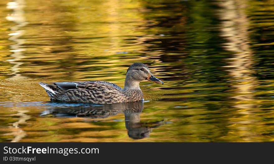 Mallard Duck in the fall colours