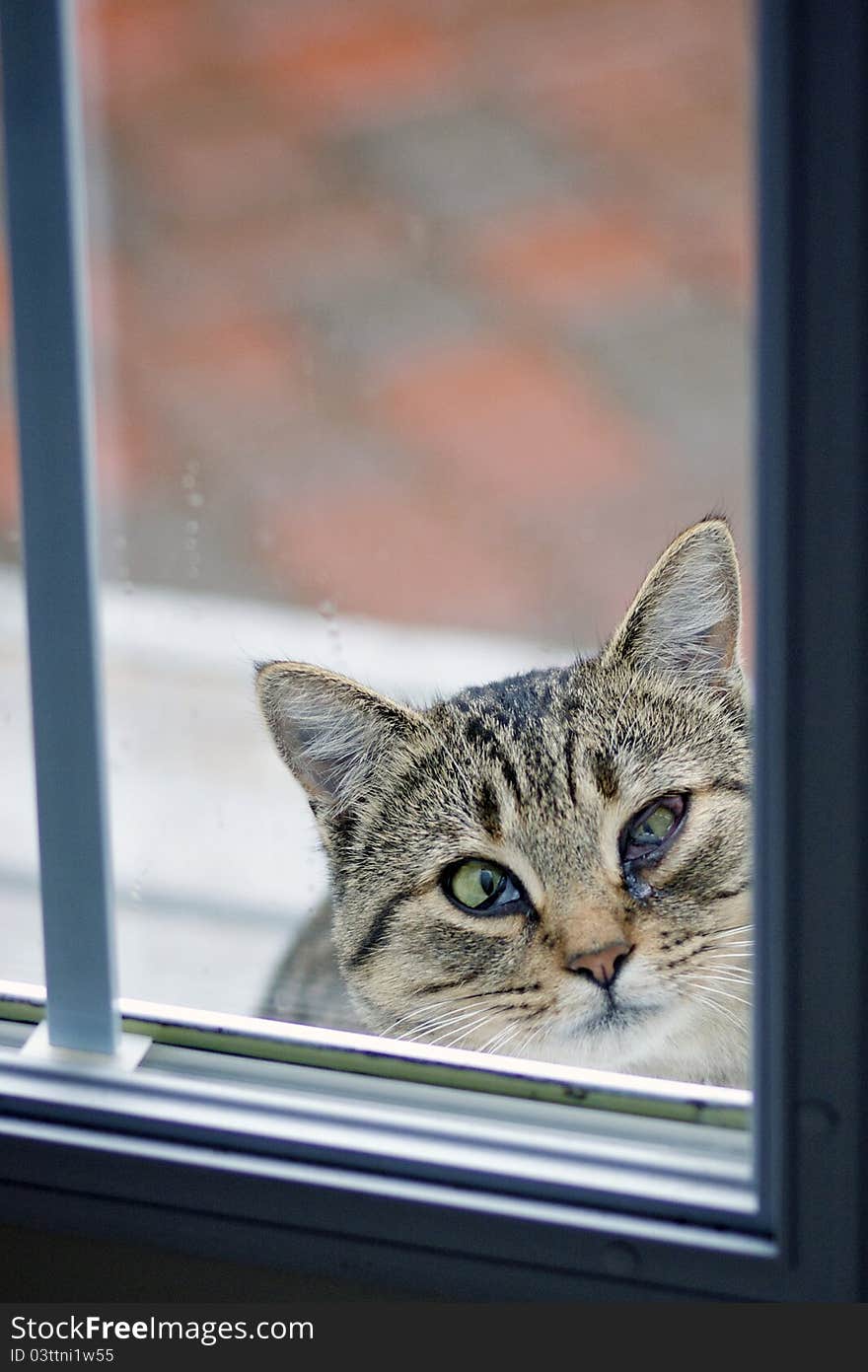 A feral cat with an infected eye looks up from a food bowl to see if anyone is watching. A feral cat with an infected eye looks up from a food bowl to see if anyone is watching.