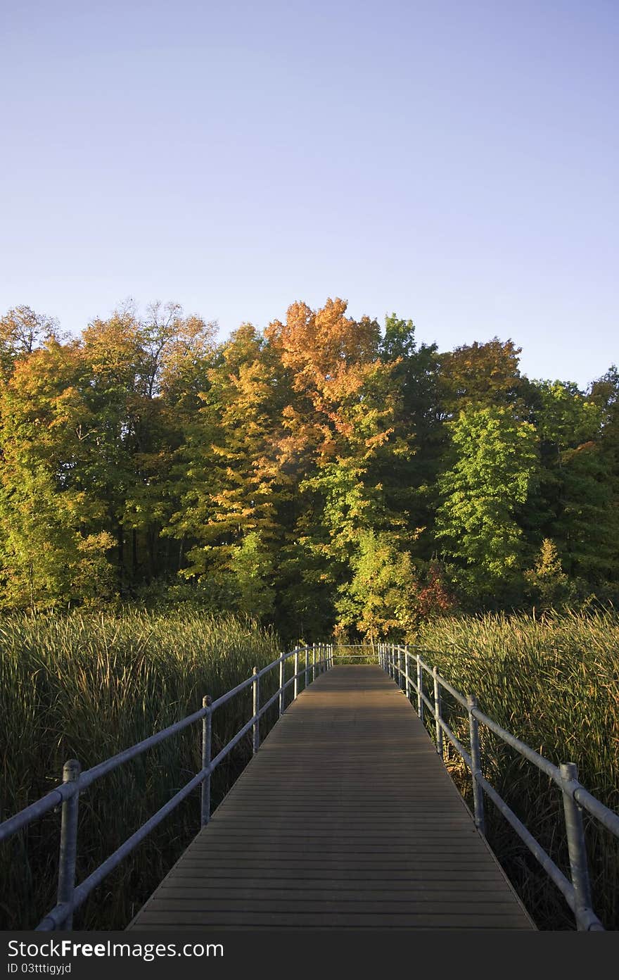 A wooden boardwalk leads to a forest of bright autumn colors. A wooden boardwalk leads to a forest of bright autumn colors.