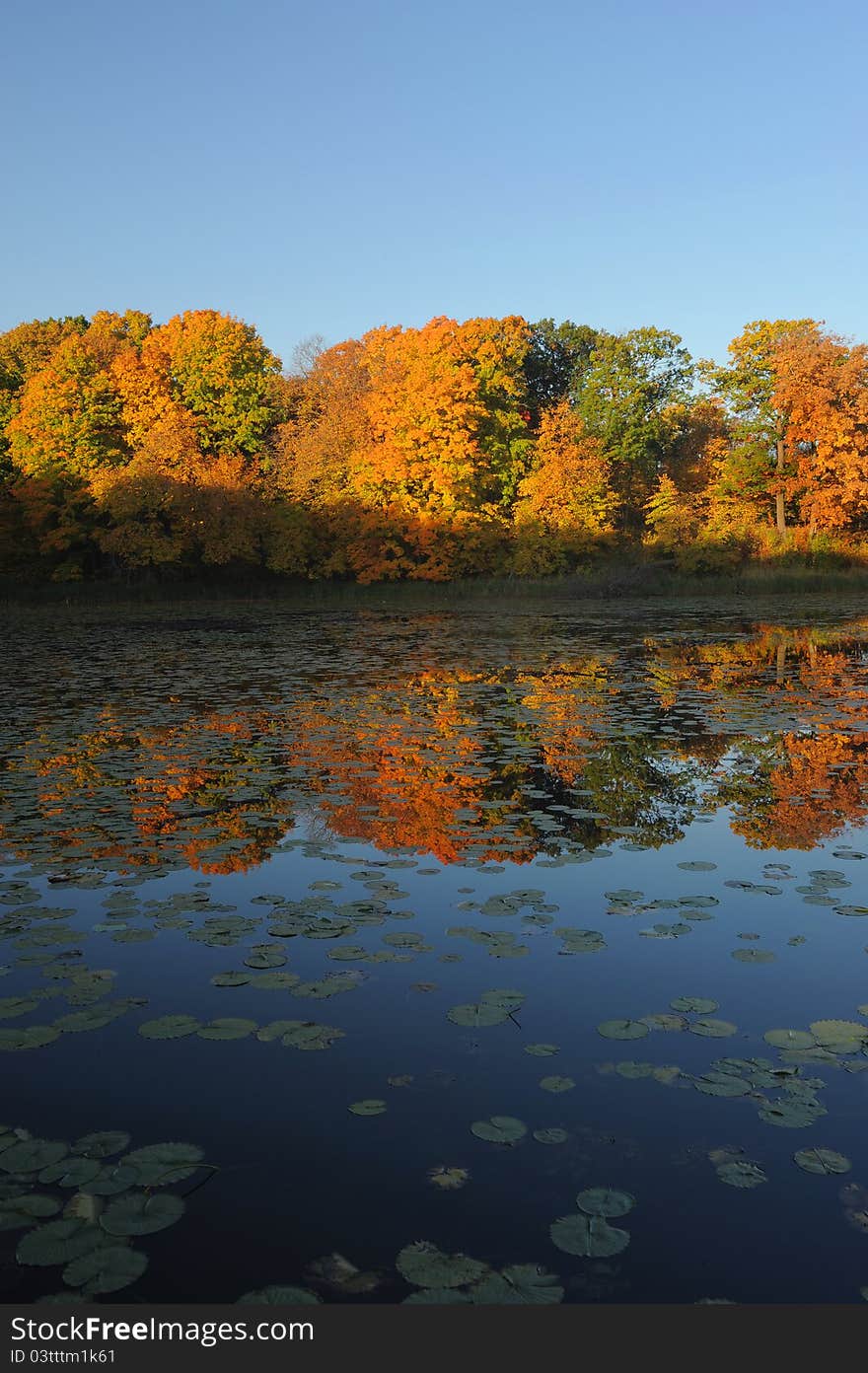 Autumn Reflection On Still Pond