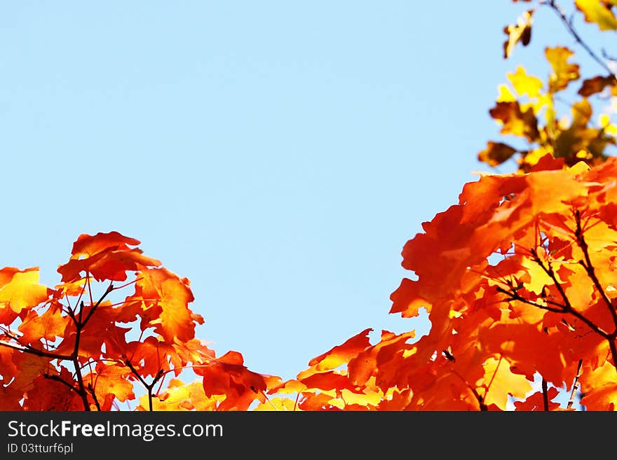 Natural frame of orange maple leaves in autumn against clear blue sky. Natural frame of orange maple leaves in autumn against clear blue sky.