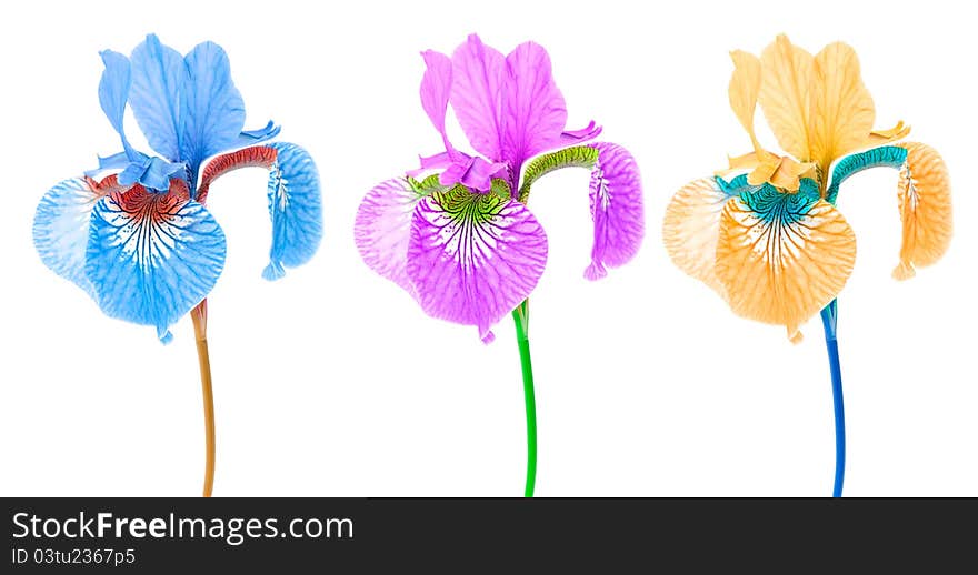 Creative multicolored iris flowers on a white background