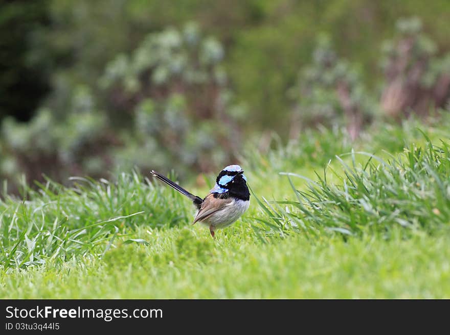 A male Superb Fairy-wren bird in the grass observing - australian wildlife. A male Superb Fairy-wren bird in the grass observing - australian wildlife