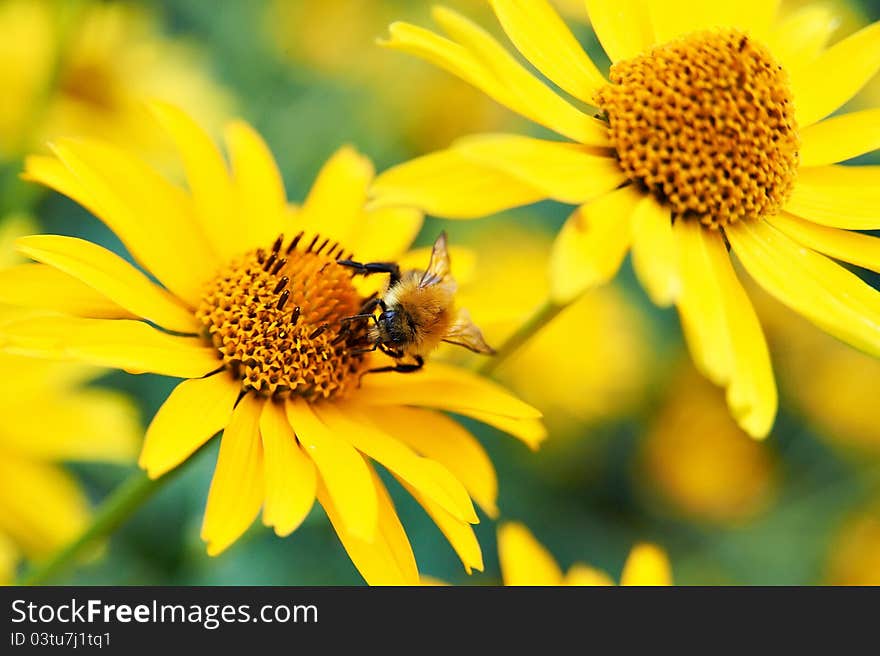 Bumblebee on yellow flower