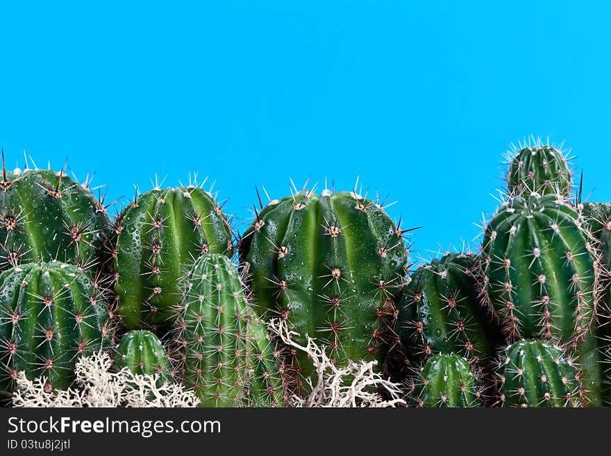 Cactus with needles on a blue background