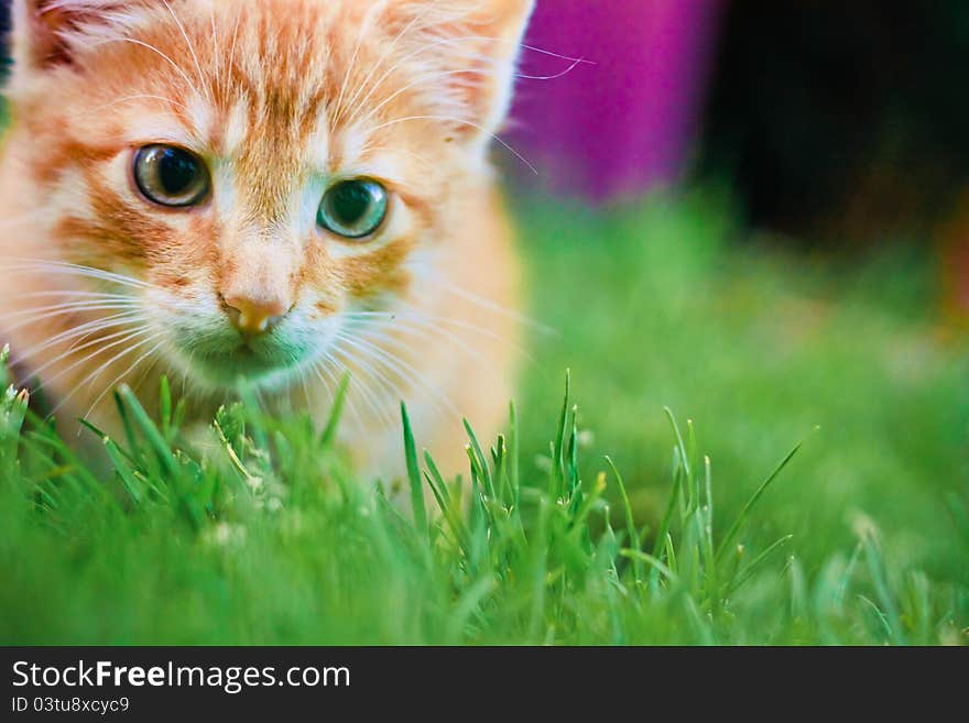 Young Kitten Is Hunting On Green Grass