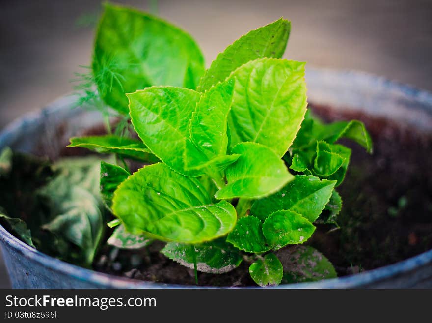 Green leafes