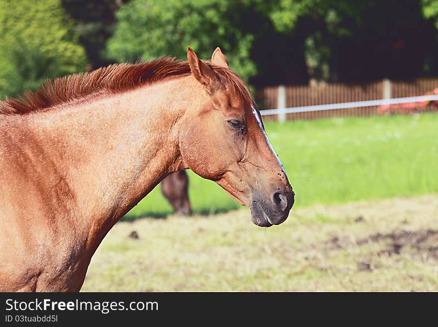 Sad and tired horse standing outdoors. Sad and tired horse standing outdoors