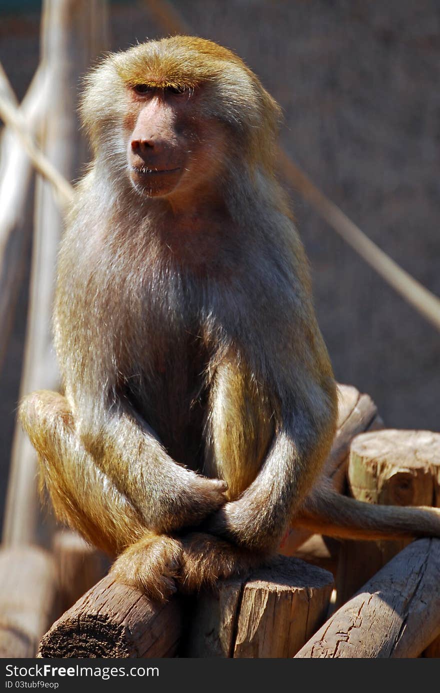 Baboon monkey at Santiago de Chile zoo park
