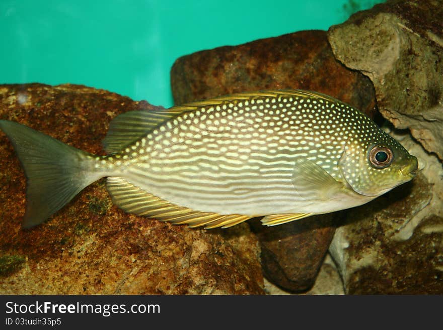 Tropical arabian fish swimming through rocky background in indian aquarium