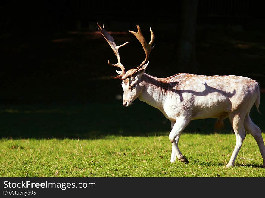 Wild buck of Fallow Deer walking outdoors. Wild buck of Fallow Deer walking outdoors