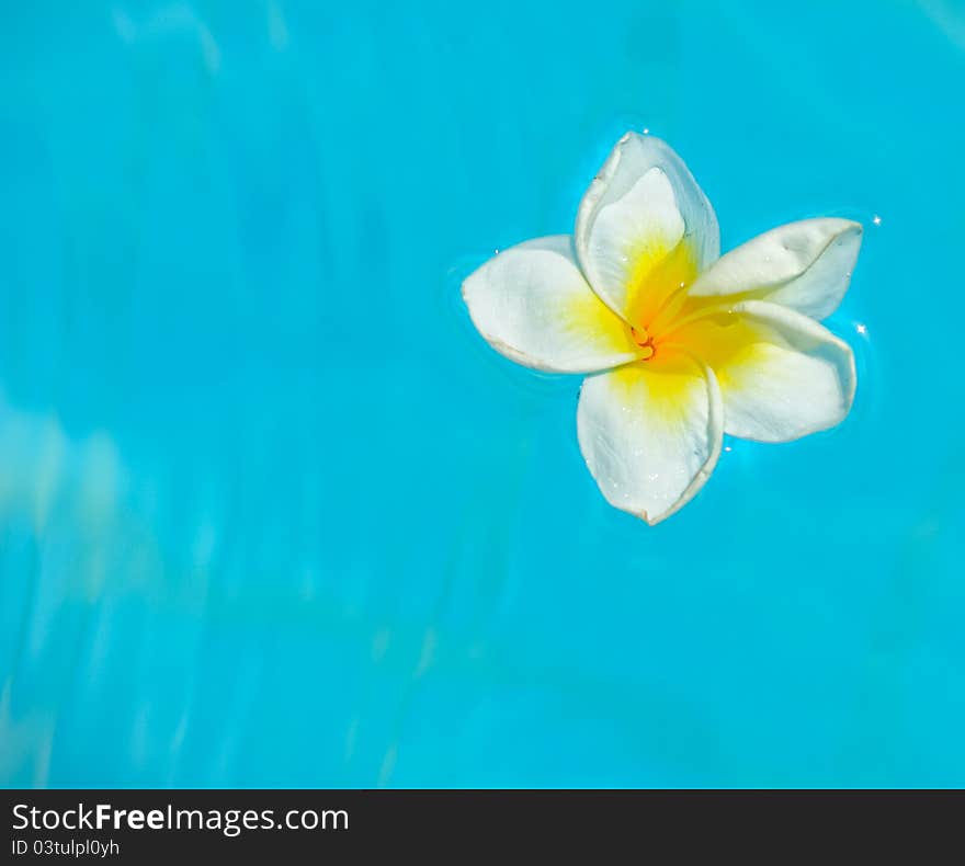 Flower to water blue white an orchid pool. Flower to water blue white an orchid pool