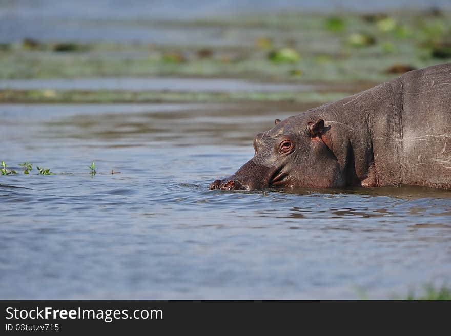 The hippopotamus (Hippopotamus amphibius) or hippo is a large, mostly plant-eating African mammal, one of only two extant species in the family Hippopotamidae (South Africa).