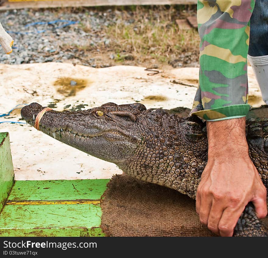 Human catch freshwater crocodile.