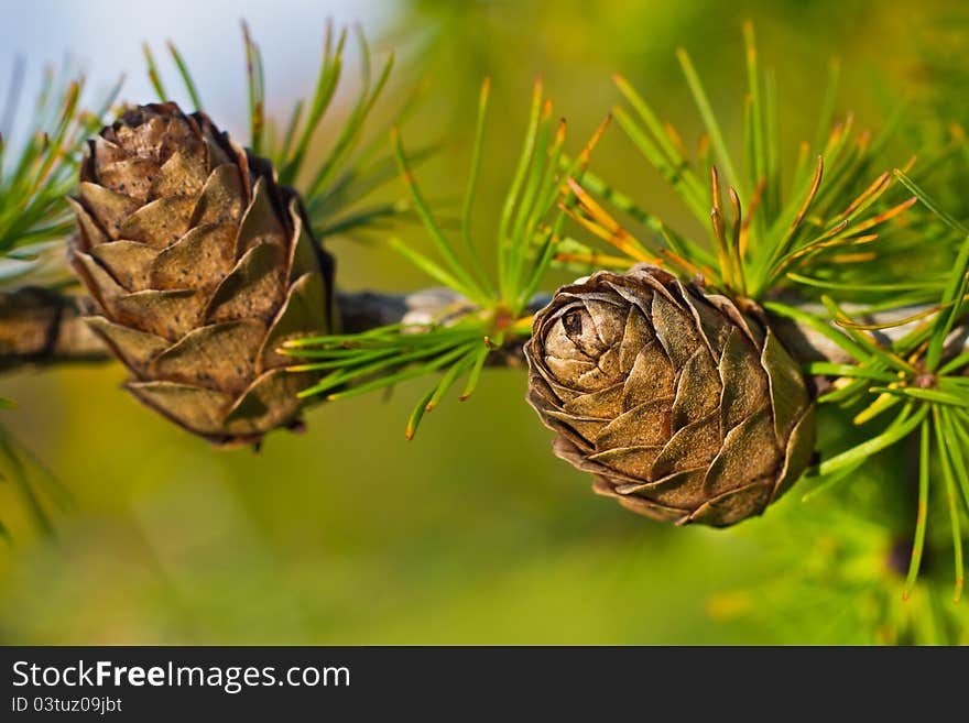 Larch cones on branch with needles