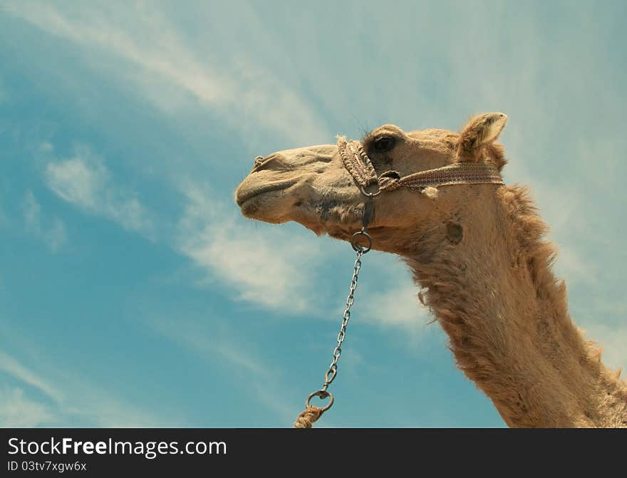 Against the sky a head of a camel. Against the sky a head of a camel