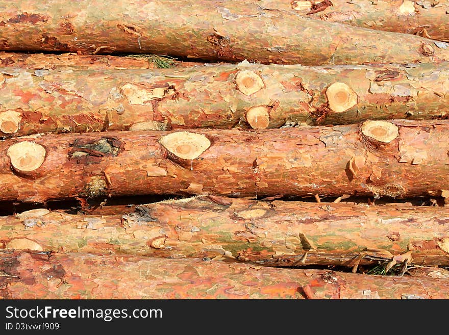 Pine logs, timber industry, logging