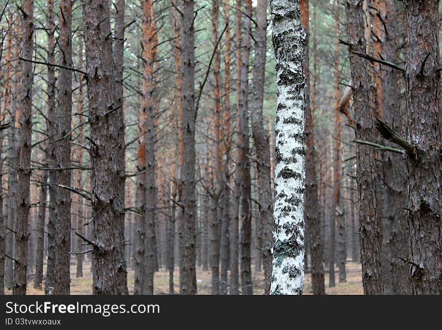 Lone Birch in the dark pine forest, autumn. Lone Birch in the dark pine forest, autumn