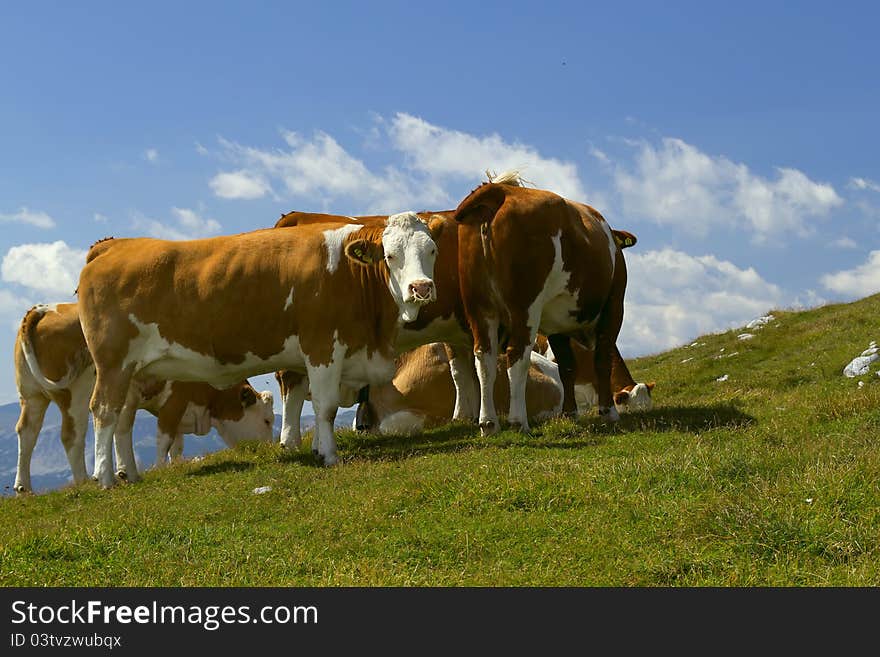 The group of cows grazing on mountain meadow