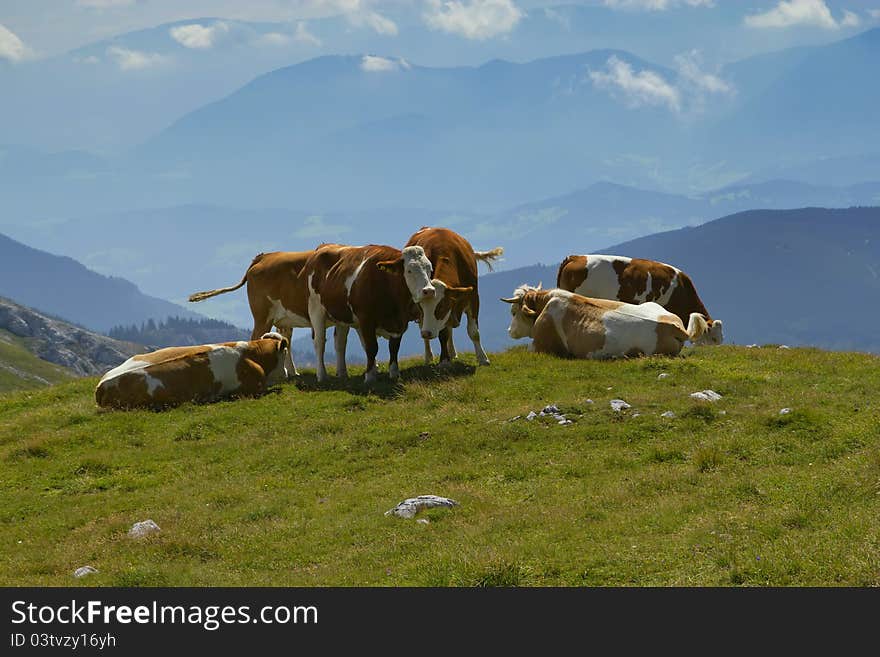 The group of cows grazing on mountain meadow and valley in blue color. The group of cows grazing on mountain meadow and valley in blue color