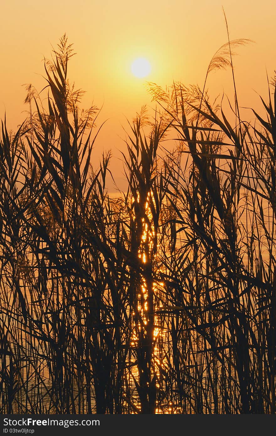 Reed in sunset (Lago di Garda)