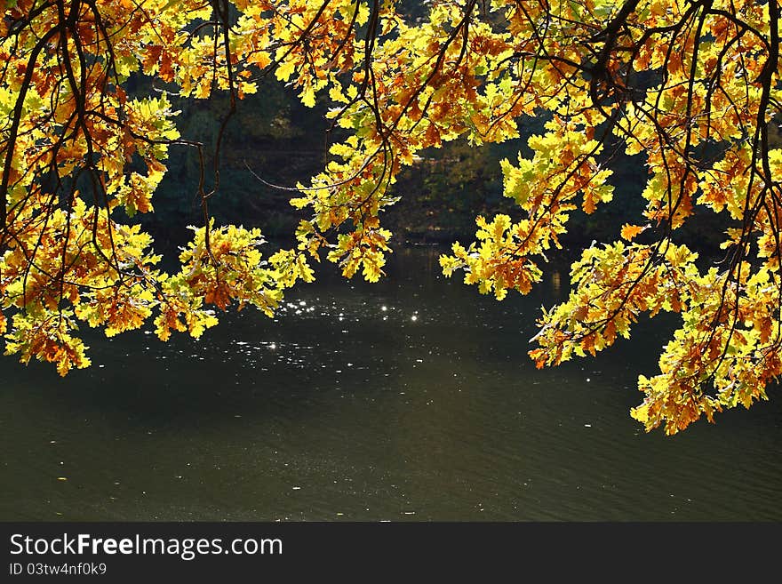 Yellow oak leafs and river as a background. Yellow oak leafs and river as a background