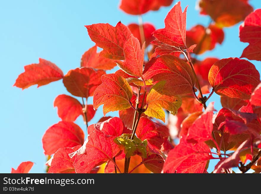 Autumn Leaves with sun rays