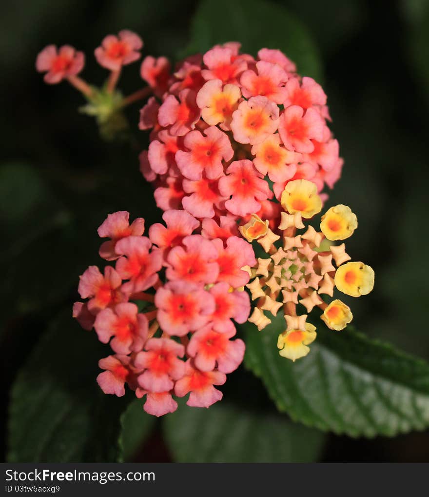 Summer pink flowers close up.