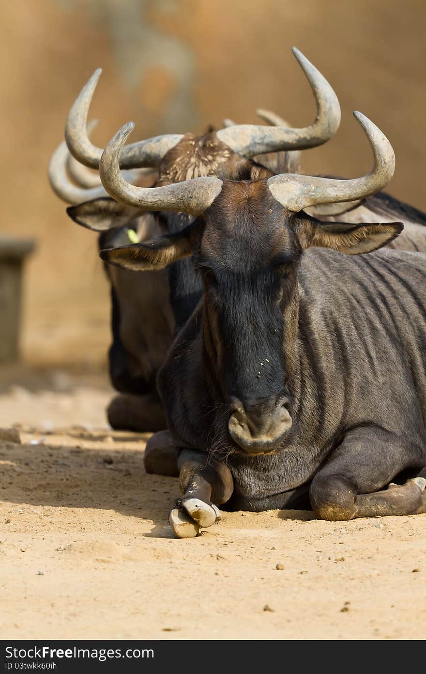 Black-bearded blue wildebeest