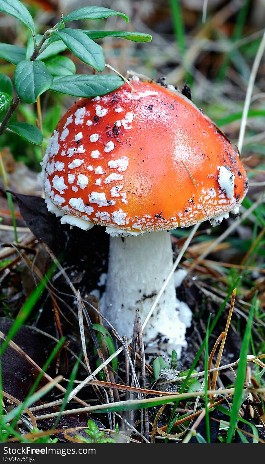 Fly agaric, amanita. Poisonous mushroom