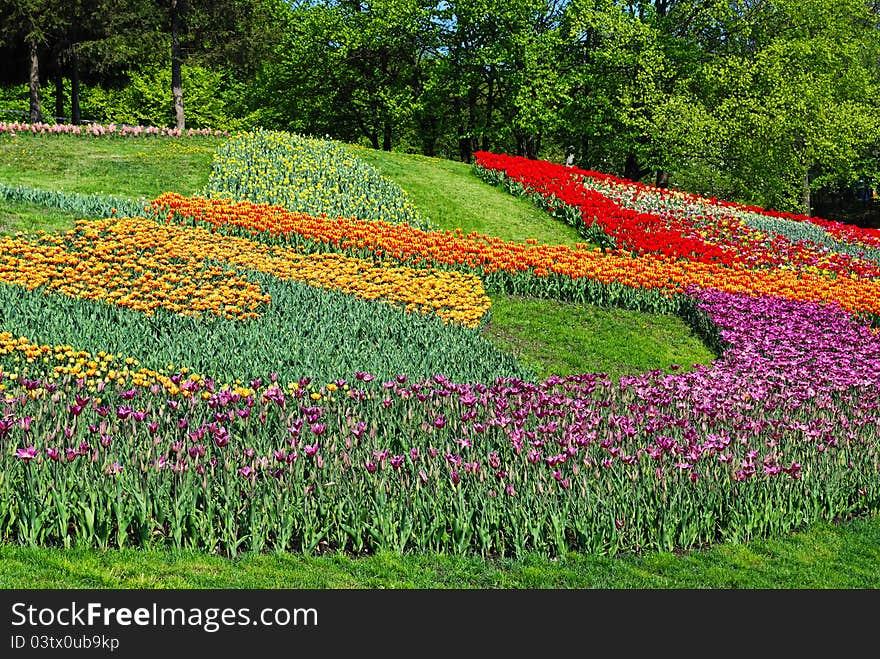 Decorated lawn with multicolored tulips