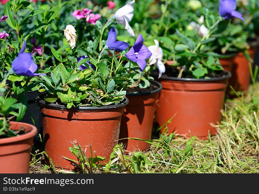 Flower pots with petunia in a row on grass. Flower pots with petunia in a row on grass