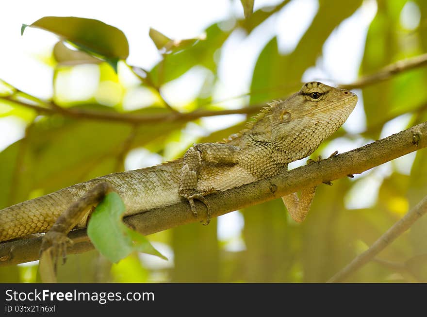 Wild Iguana On Durian Tree