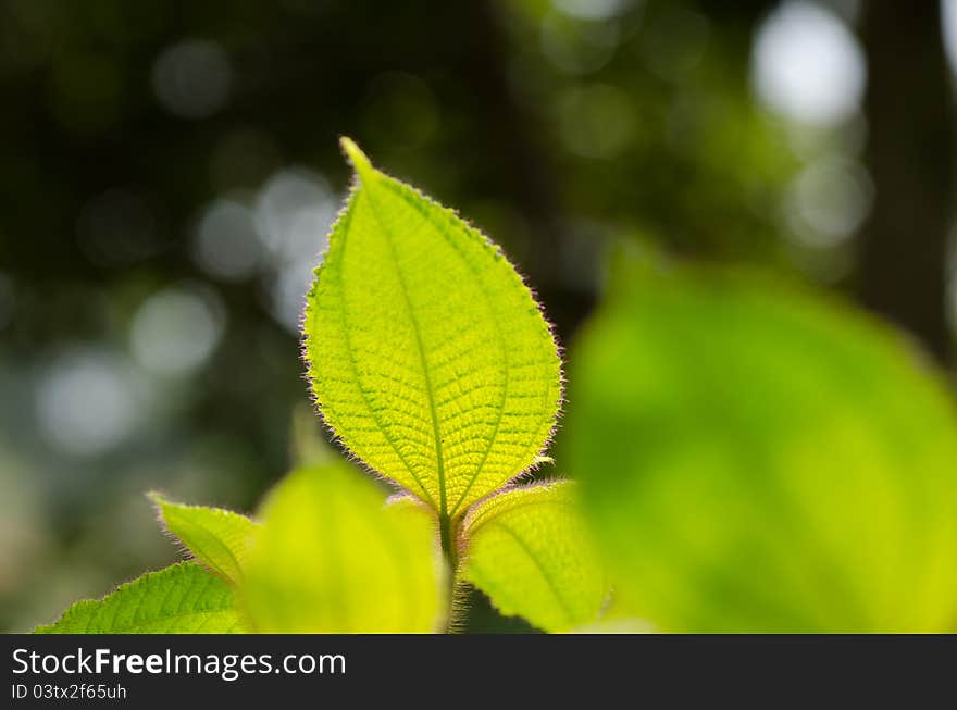 Green leaves in tropical rainforest